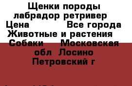 Щенки породы лабрадор ретривер › Цена ­ 8 000 - Все города Животные и растения » Собаки   . Московская обл.,Лосино-Петровский г.